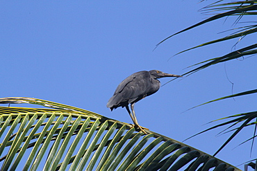 Pacific reef egret  resting on palm Coco, Bali Indonesia