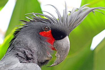 Portrait of Palm Cockatoo, Bali Indonesia