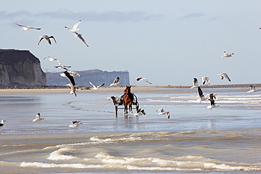 Racehorse training with sulky at low tide, Normandy France