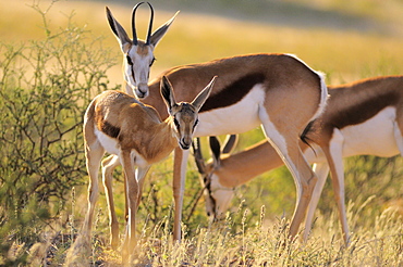 Springbok and young, Kgalagadi Kalahari Desert 