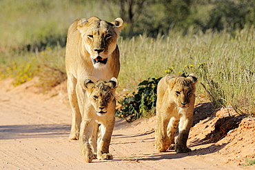 Lioness and cubs on track, Kalahari Desert Kgalagadi 