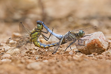 Southern Skimmer mating on ground, Massif des Maures 