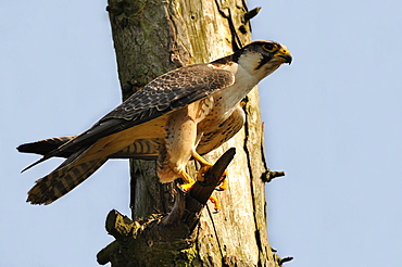 Peregrine Falcon on a dead tree, France 