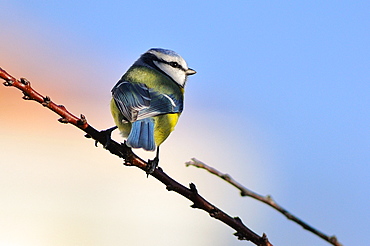 Blue tit on a branch, France 