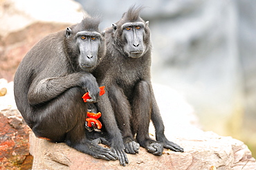 Tonkean Black Macaques eating fruit, Pairi Daiza Belgium 