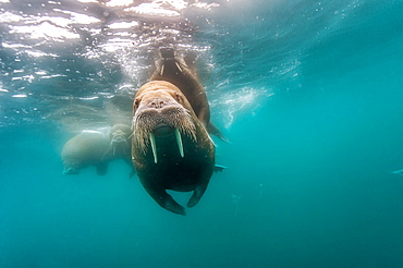 Walrus swimming under the surface, Arctic Ocean