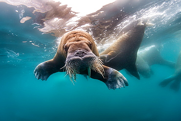 Walrus swimming under the surface, Arctic Ocean