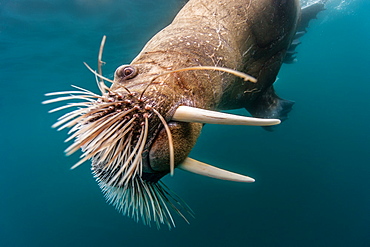 Portrait of Walrus swimming underwater, Arctic Ocean