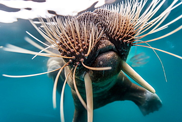 Portrait of Walrus swimming underwater, Arctic Ocean