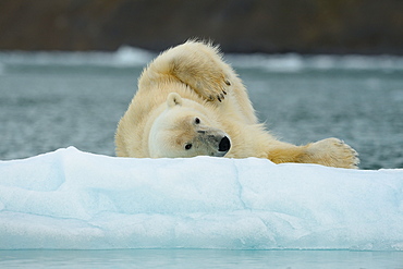 Polar bear rolling on the ice, Arctic