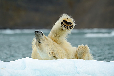 Polar bear rolling on the ice, Arctic