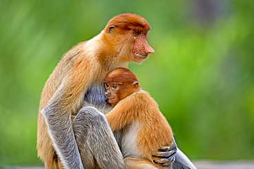 Proboscis Monkey and young, Labuk Bay Sabah Borneo Malaysia