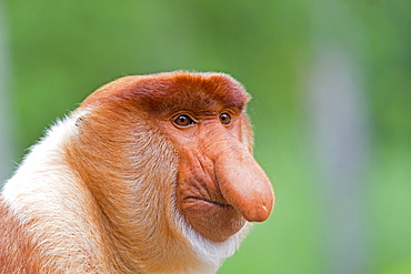 Proboscis Monkey male, Labuk Bay Sabah Borneo Malaysia