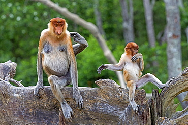 Proboscis Monkey and young, Labuk Bay Sabah Borneo Malaysia