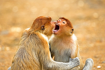 Proboscis Monkeys playing, Labuk Bay Sabah Borneo Malaysia