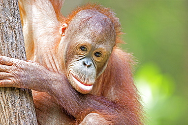 Portrait of young orangutan, Sepilok Borneo Malaysia