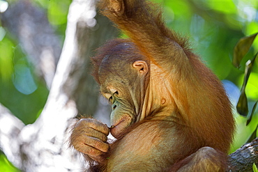 Young orangutan near its nest, Sepilok Borneo Malaysia