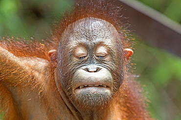 Portrait of young orangutan, Sepilok Borneo Malaysia