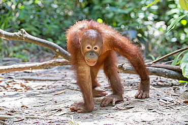 Young orangutan walking on ground, Sepilok Borneo Malaysia