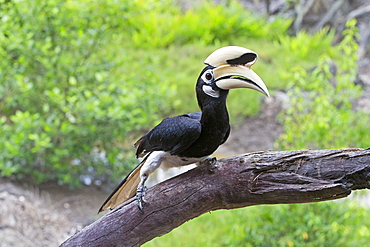 Oriental Pied Hornbill on a branch, Sabah Malaysia