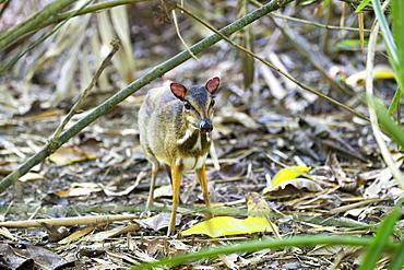 Lesser mouse deer undergrowth, Kinabalu Sabah Malaysia