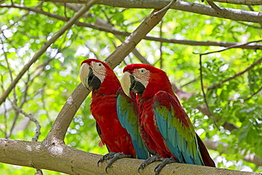 Red-and-green Macaws on a branch, Sepilok Malaysia