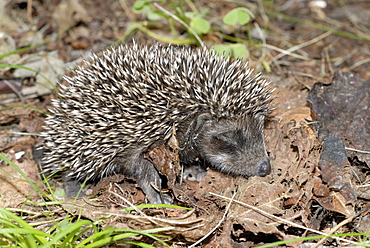 Young Hedgehog sleeping on dead leaves, Corsica France 