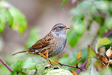 Dunnock on a branch, Midlands UK