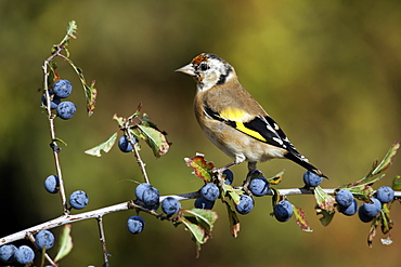 Goldfinch on sloe berries, Midlands UK