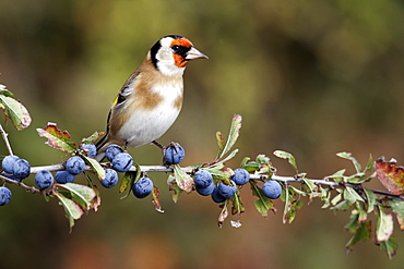 Goldfinch on sloe berries, Midlands UK