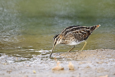 Common Snipe by water, Midlands UK