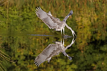 Grey heron diving into water for fish, Midlands UK