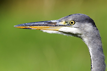 Portrait of Grey heron, Midlands UK