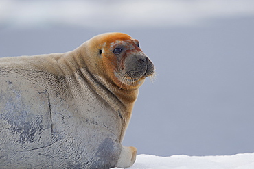 Portrait of Bearded seal on ice,  Barter Island Alaska USA 