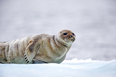 Ringed seal at rest on ice, Barter Island Alaska USA 