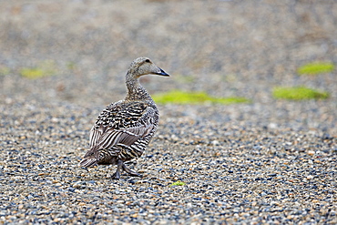 Common eider female on coast, Barter Island Alaska USA 