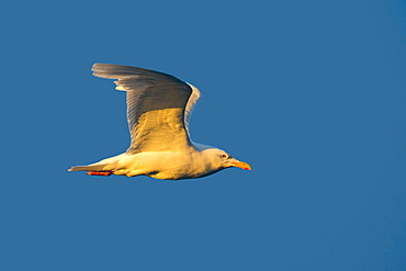 Glaucous Gull in flight, Barter Island Alaska USA 