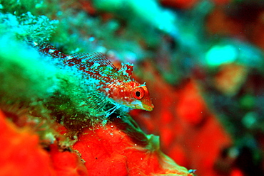 Black-faced Blennie female in the reef, Mediterranean Sea