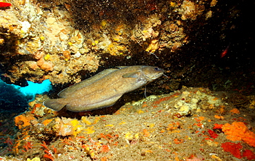 Shore rockling in the reef, Mediterranean Sea 