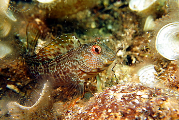 Ringneck Blennie on reef, Mediterranean Sea France