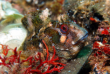 Tempot Blennie in the reef, Mediterranean Sea France