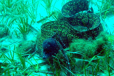 Mediterranean Moray in seagrass, Mediterranean Sea France