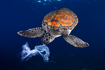 Green sea turtle trying to eat a plastic bag