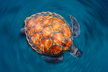 Green sea turtle on the surface, Canary islands