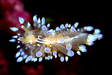 Sea slug at night in the Mediterranean sea