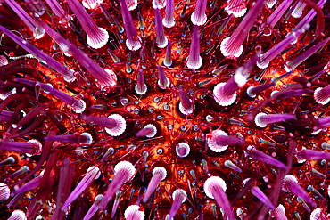 Close up of sea urchin in the Mediterranean sea