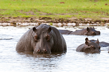 Hippopotamus in water, Khwai Okavango Delta Botswana