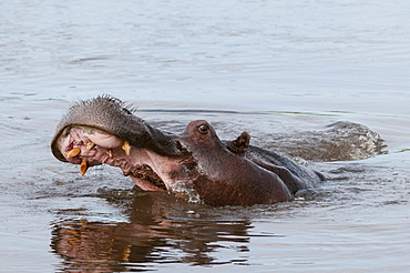 Hippopotamus in water, Khwai Okavango Delta Botswana