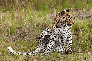 Leopard sitting in grass, Khwai Okavango Delta Botswana