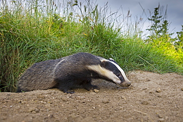 Close-up of a badger coming out of its set in summer GB